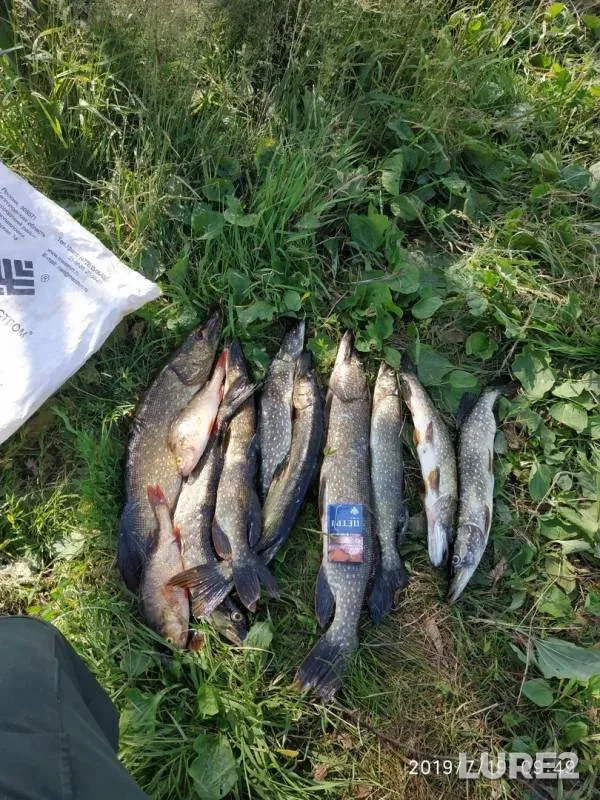 Perch, Pike — Kama, Jul 19, 2019