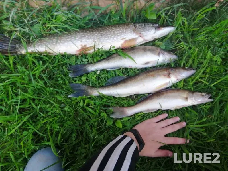 Pike, Zander — Kama, Aug 30, 2019