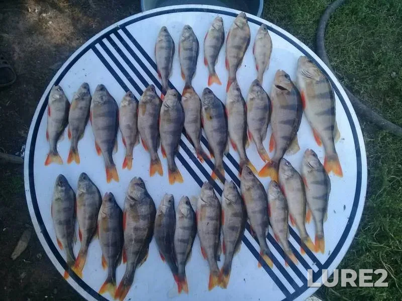 Perch — Tyzhma, Aug 19, 2019