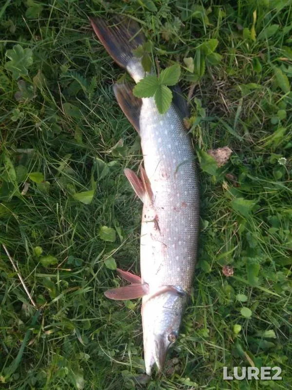Pike — Shevyryalovka, Sep 06, 2019