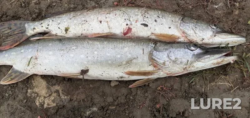 Pike — Romashkinskiy, Sep 16, 2019