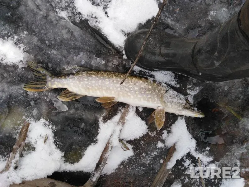 Pike — Udmurtskaya Respublika, Mozhginskiy rayon, Nov 04, 2019