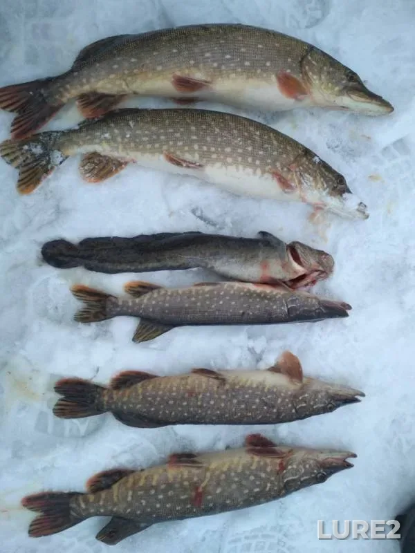 Burbot, Pike — Sheksninskoye, Mar 27, 2019