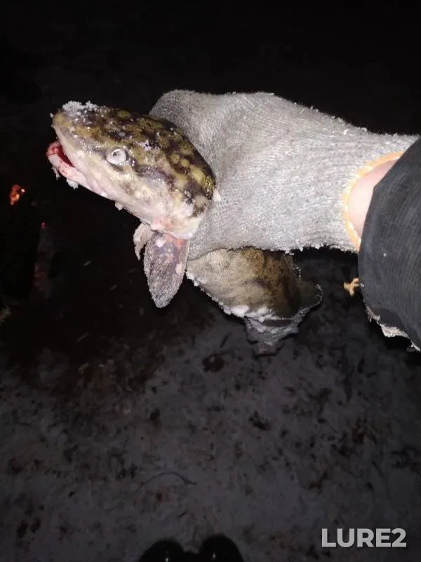 Burbot — Kama, Nov 02, 2019