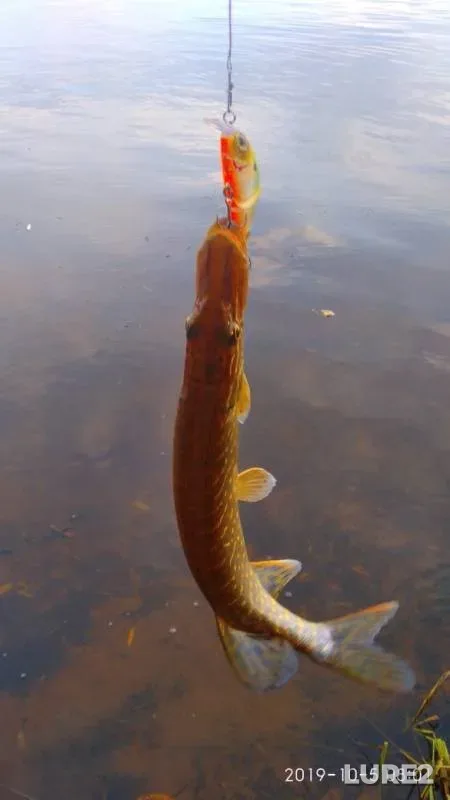 Pike — Kama, Oct 05, 2019