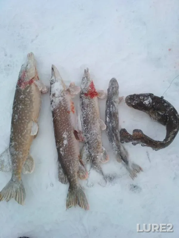 Burbot, Pike — Sizma, Jan 16, 2018