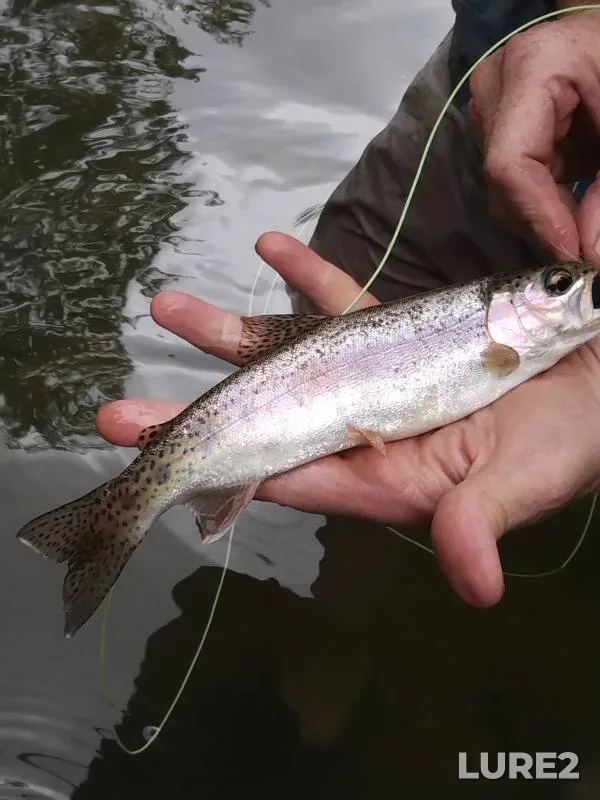 Rainbow trout — Current River, Feb 22, 2018
