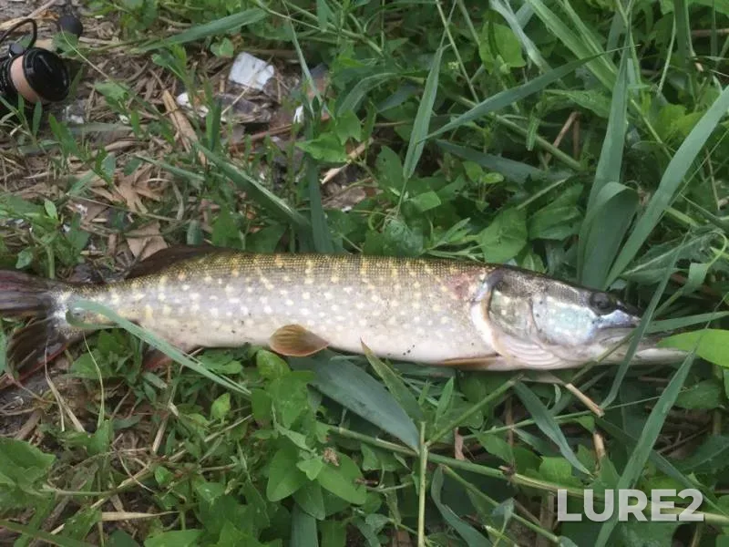 Perch, Pike — Tuzlov, Jul 24, 2019