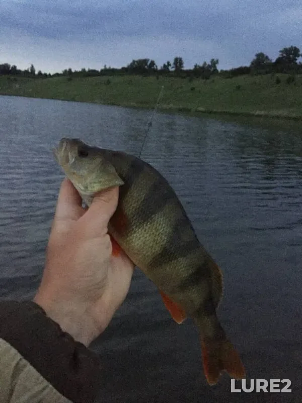 Perch — Korochka, Jul 08, 2018