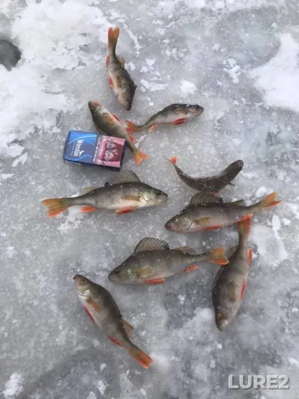 Perch — Kiltsemka, Nov 24, 2019