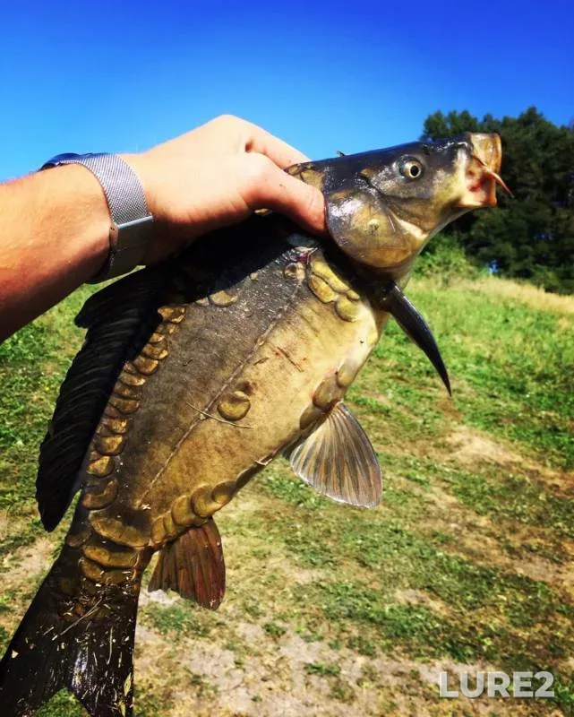 Carp — Belgorodskaya oblast, Aug 21, 2018