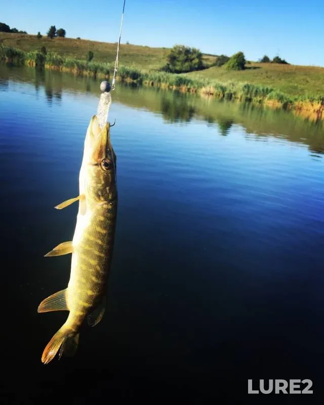 Pike — Korochka, Aug 17, 2018