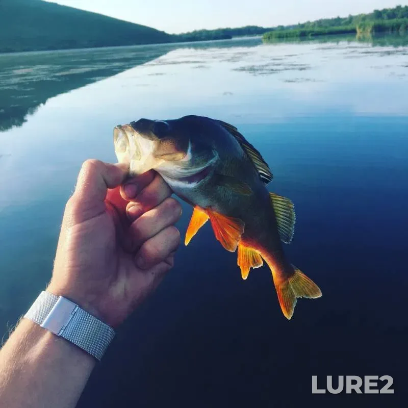 Perch — Korochka, Aug 17, 2018