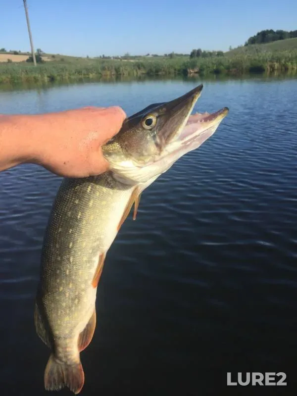 Perch, Pike — Korochka, Aug 03, 2018