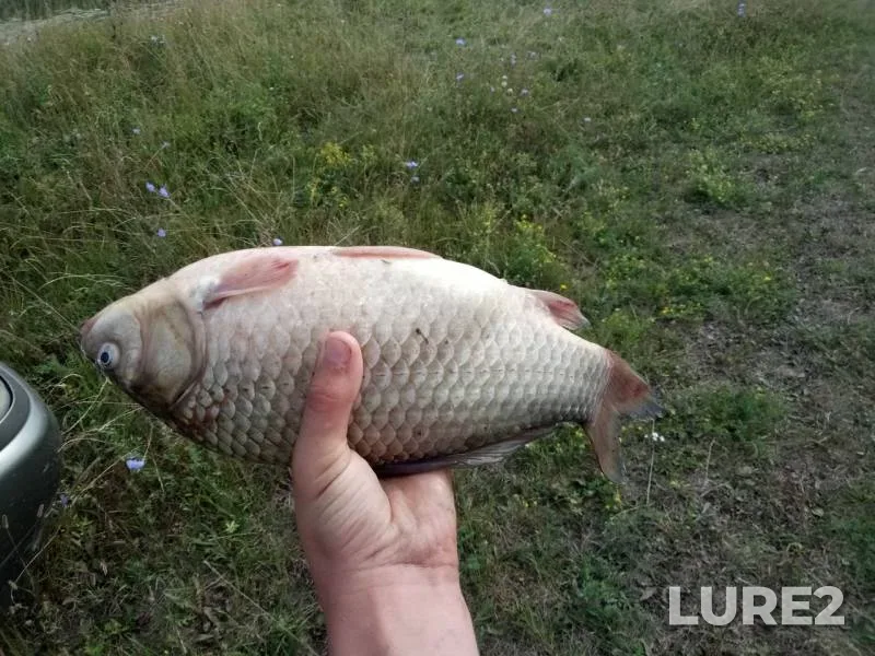 Bleak, Crucian carp — Bolshoye, Aug 04, 2018