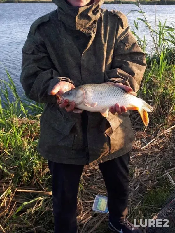 Carp, Crucian carp — Karalyk, Aug 25, 2018