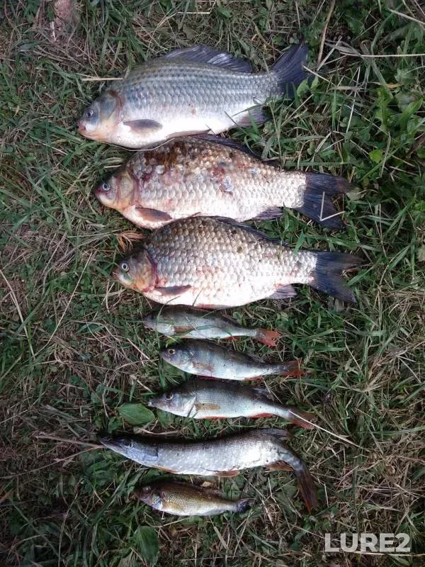 Crucian carp, Perch — Oshnyak, Aug 19, 2018
