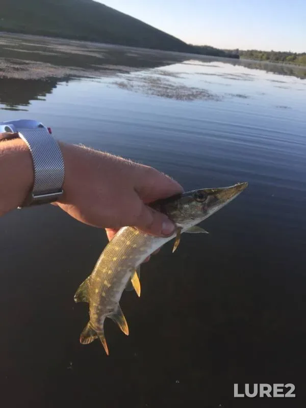 Perch, Pike — Korochka, Aug 17, 2018