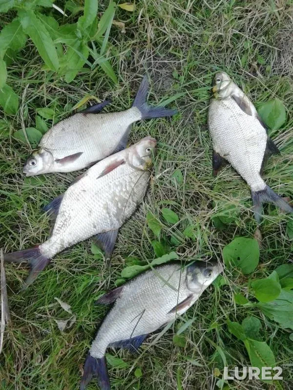 Bream — Dyoma, Jul 26, 2018