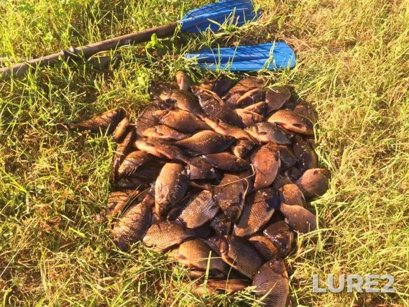 Crucian carp — Kuloy, Jul 23, 2018
