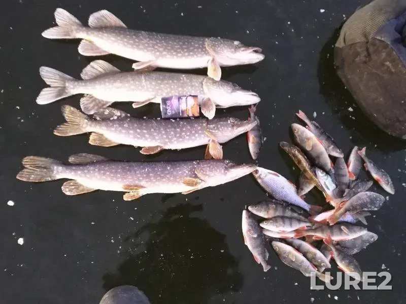 Perch, Pike — Belaya, Nov 28, 2019