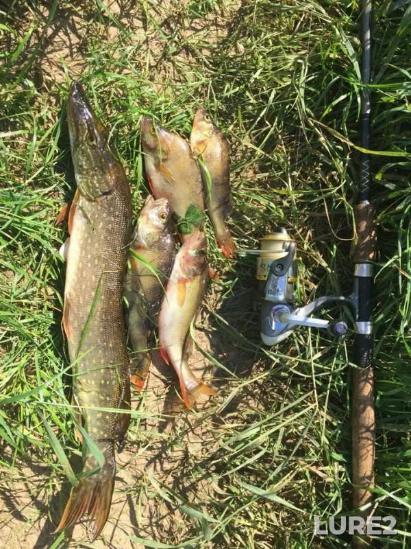 Perch, Pike — Kuloy, Aug 11, 2018