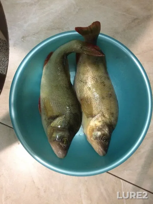Perch — Bolva, Aug 20, 2018