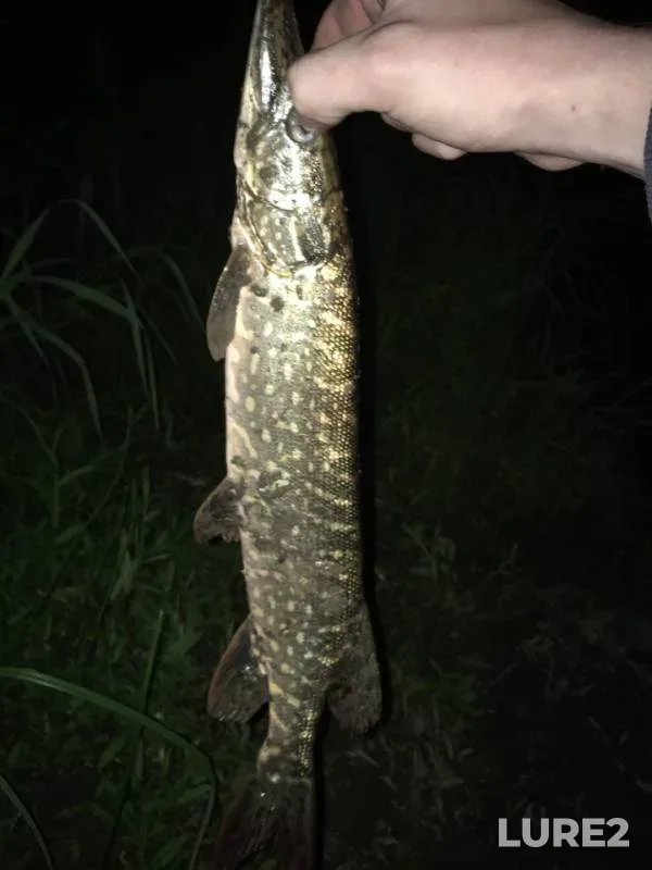 Pike — Kan, Aug 24, 2018