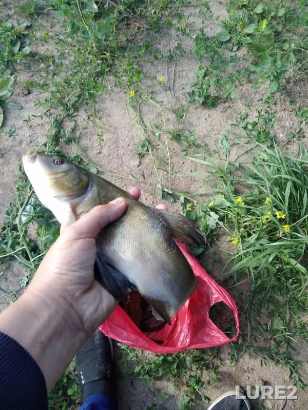 Crucian carp, Tench — Katka, Aug 24, 2018