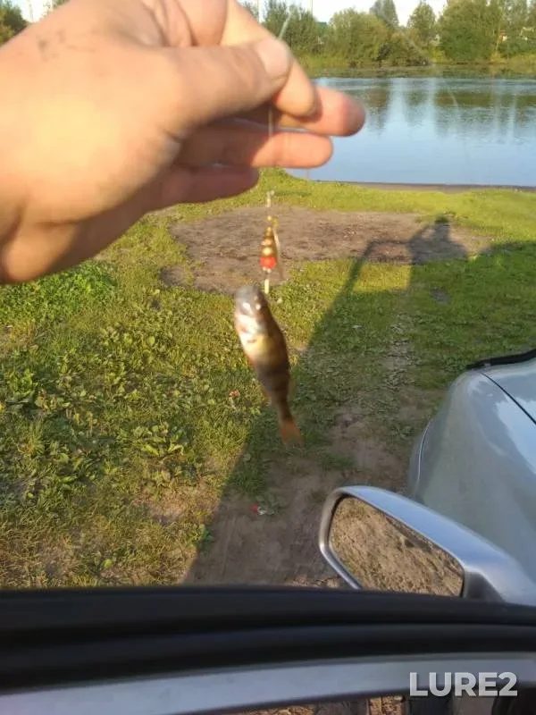 Perch — Arkhangelskaya oblast, Aug 28, 2018