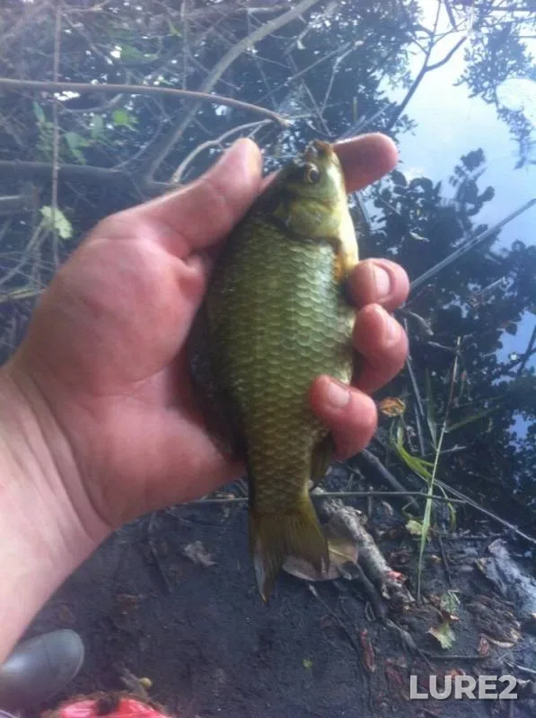 Crucian carp, Zander — Kurskoye, Aug 29, 2018