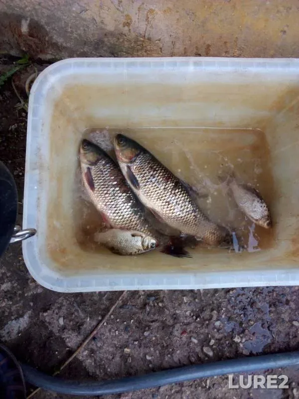 Crucian carp — Minskaya oblast, Nesvizhskiy rayon, Jun 07, 2019