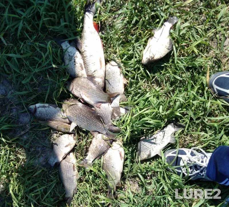 Crucian carp — Don, Jun 30, 2018