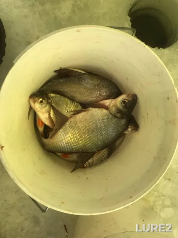 Bream, Perch — Ozerninskoye, Feb 22, 2019