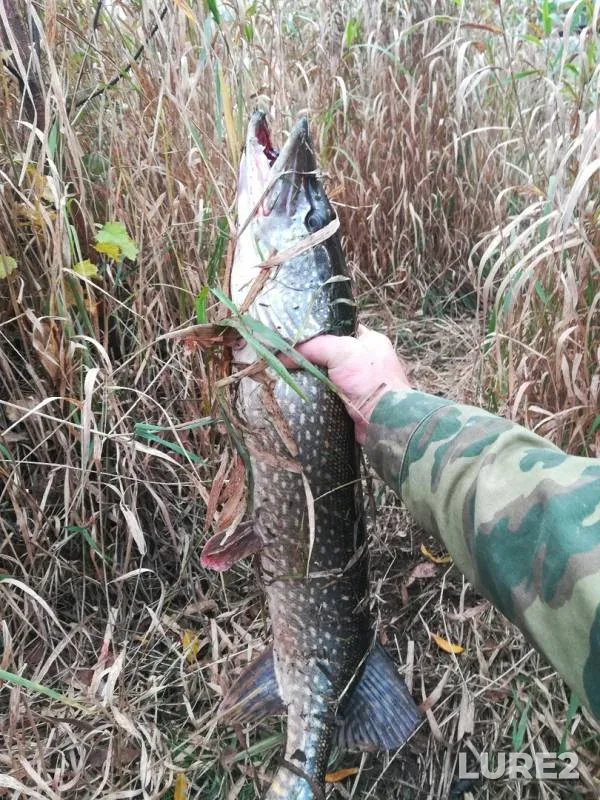 Pike — Neyva, Feb 07, 2019