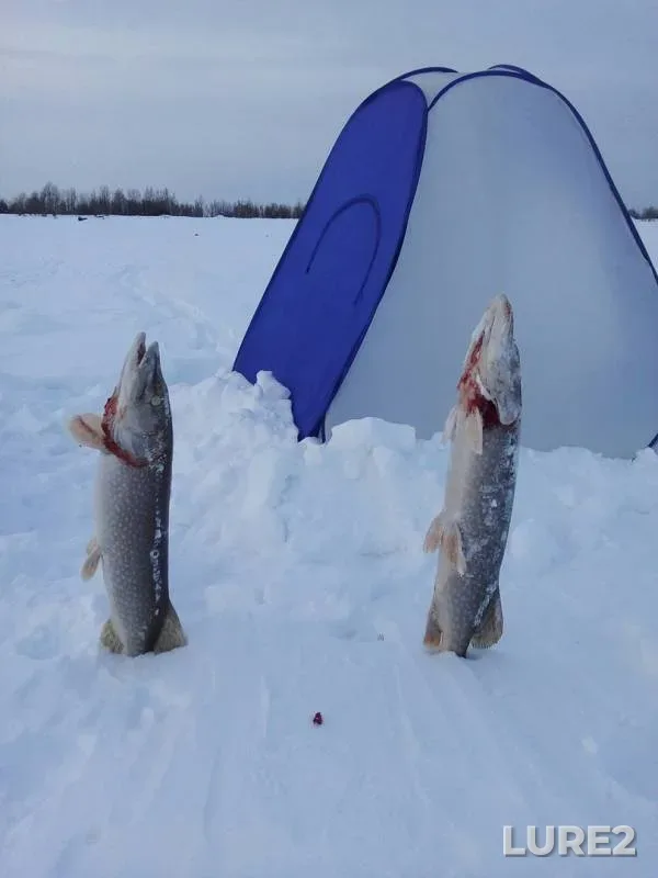 Pike — Ob, Jan 25, 2019