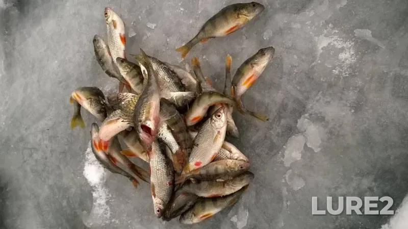 Perch, Roach — Cherkaska oblast, Dec 18, 2016