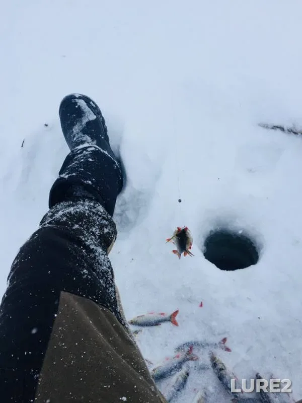 Perch, Roach — Korochka, Dec 23, 2018