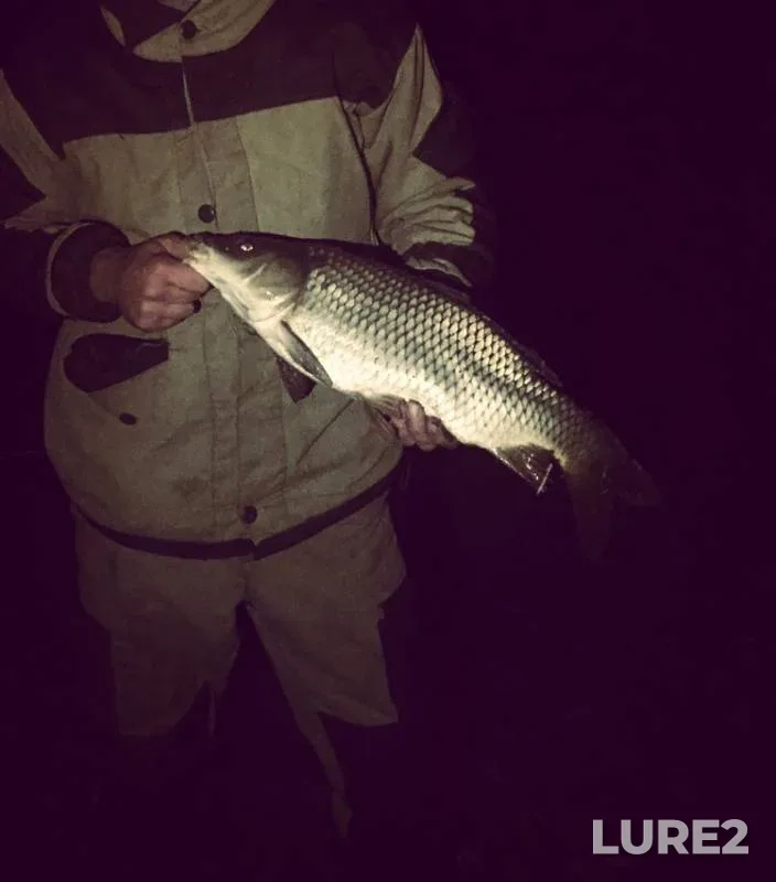 Carp — Belgorodskaya oblast, Dec 19, 2018
