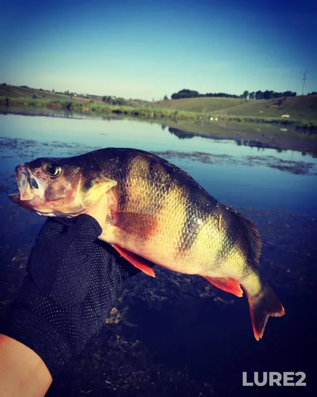 Perch — Korochka, Dec 15, 2018