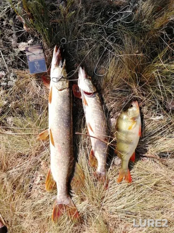 Perch, Pike — Suunduk, Jul 02, 2018