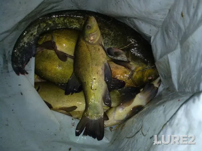 Carp, Wels catfish — Moskovskaya oblast, Bogorodskiy gorodskoy okrug, Jul 03, 2018