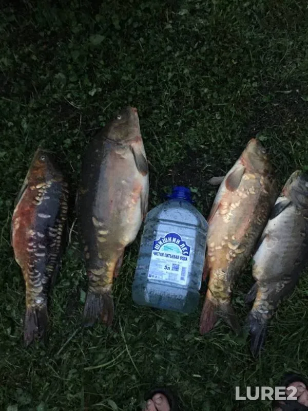 Carp — Suri, Jul 26, 2018