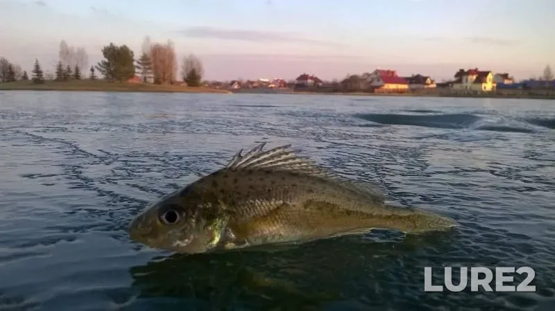 Perch — Sapalayevka, Feb 09, 2016