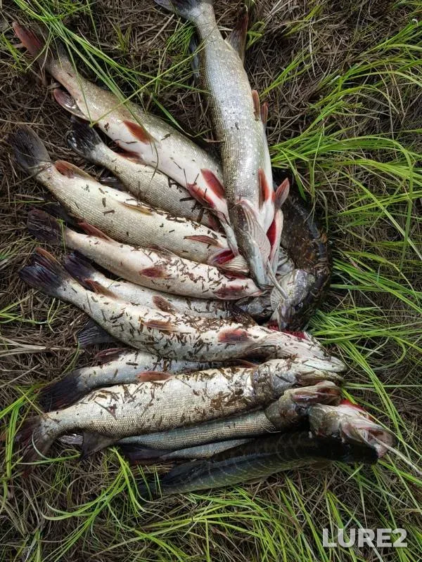 Pike — Mylyy Nankyogan, Aug 06, 2018