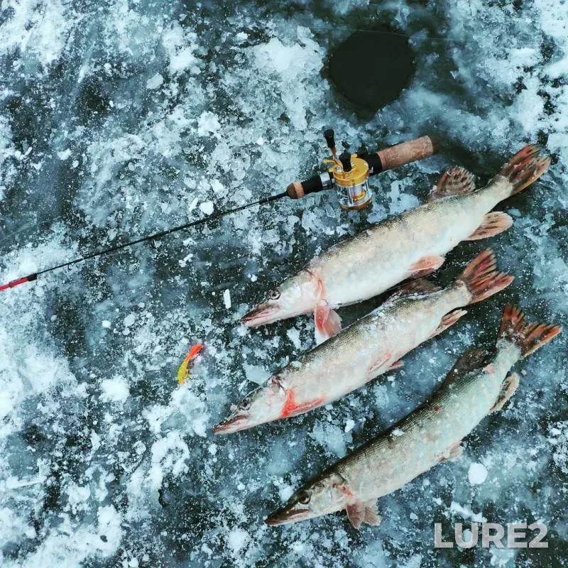 Pike — Malaya Istra, Nov 25, 2018
