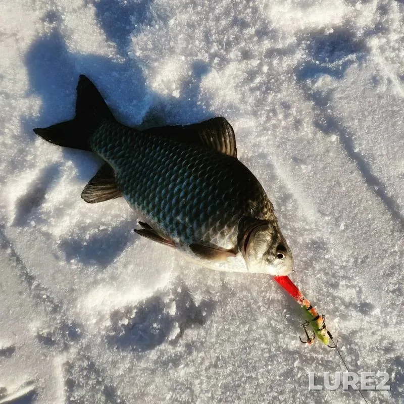 Crucian carp — Malaya Istra, Nov 30, 2018