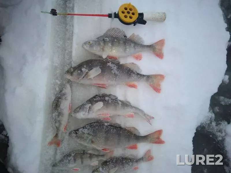 Perch — Zverinaya, Dec 04, 2018