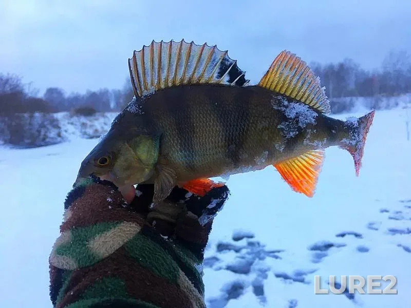 Perch — Yuzhnyy, Dec 13, 2018