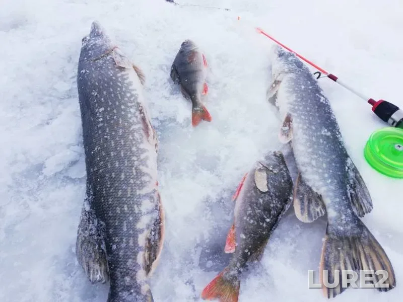 Perch, Pike — Zhabay, Dec 25, 2018